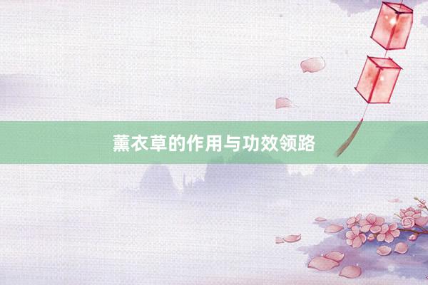 薰衣草的作用与功效领路