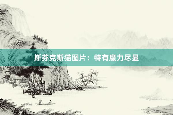 斯芬克斯猫图片:特有魔力尽显